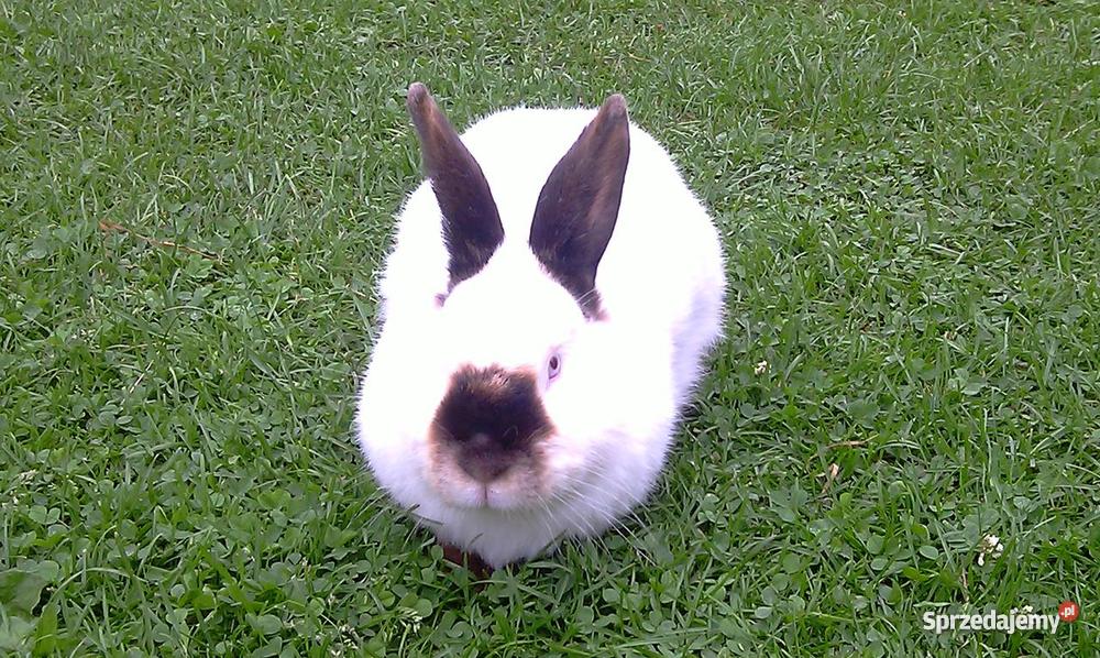 Króliki Kalifornijskie Lednogóra