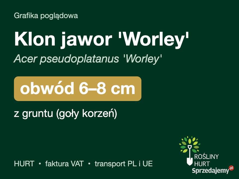 Klon jawor Worley obwód 68 z gruntu HURT wielkopolskie