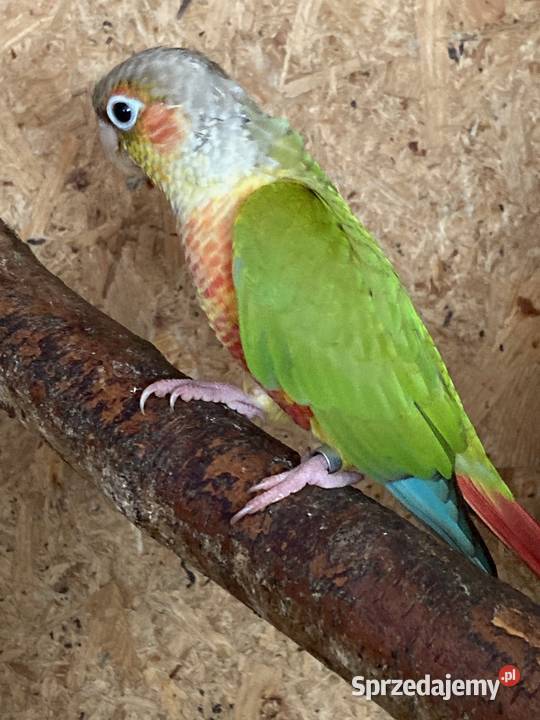 Krasnopiórki czerwonoskrzydłe rudosterki nimfy Szaflary