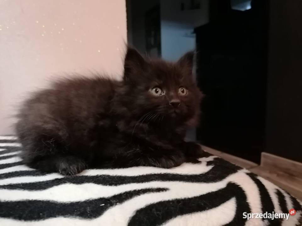 kocur czarny syberyjski świętokrzyskie Busko-Zdrój