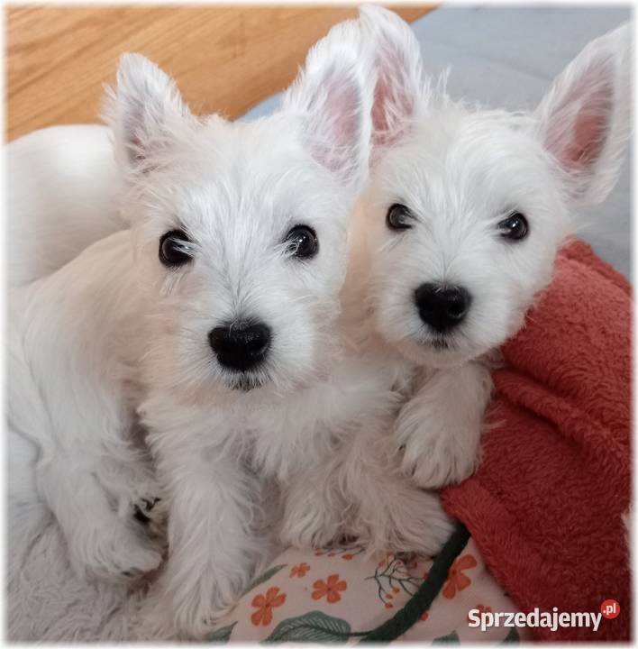 ZKwP FCI West Highland White Terrier DNA CMO0 Częstochowa