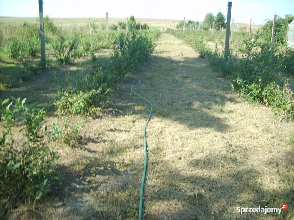 sprzedam 8 letnie krzewy borowki amerykanskiej łódzkie Radomsko sprzedam