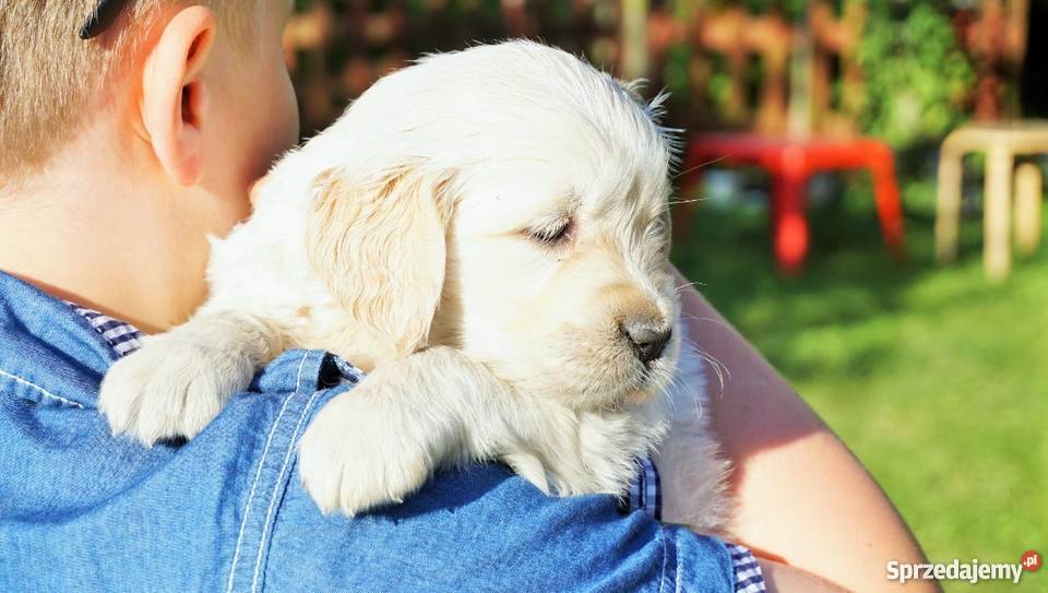 Rodowodowe Golden Retriever goldeny ZKwP FCI Psy