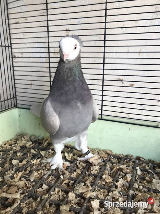 Mewka gołębie ozdobne