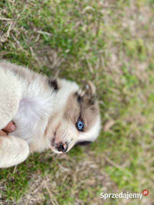 Border collie piesek samiec merle Pozostałe