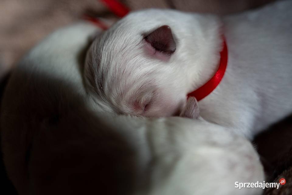 Szczenięta FCI Biały Owczarek Szwajcarski Jelcz-Laskowice