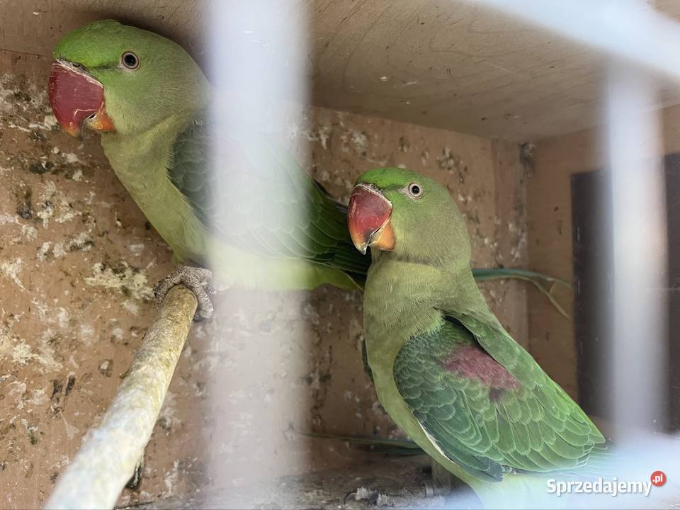 Aleksandretty wielkie z 2025 Zachowice