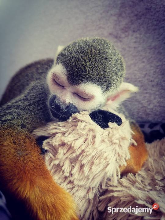 Saimiri samiec śląskie Skoczów