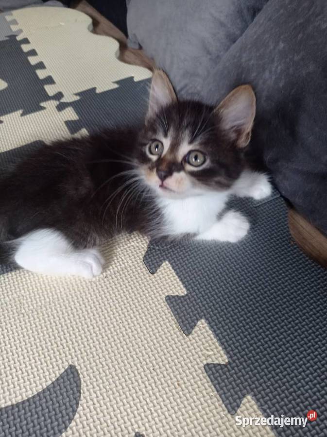 Kocięta 7 tyg mazowieckie