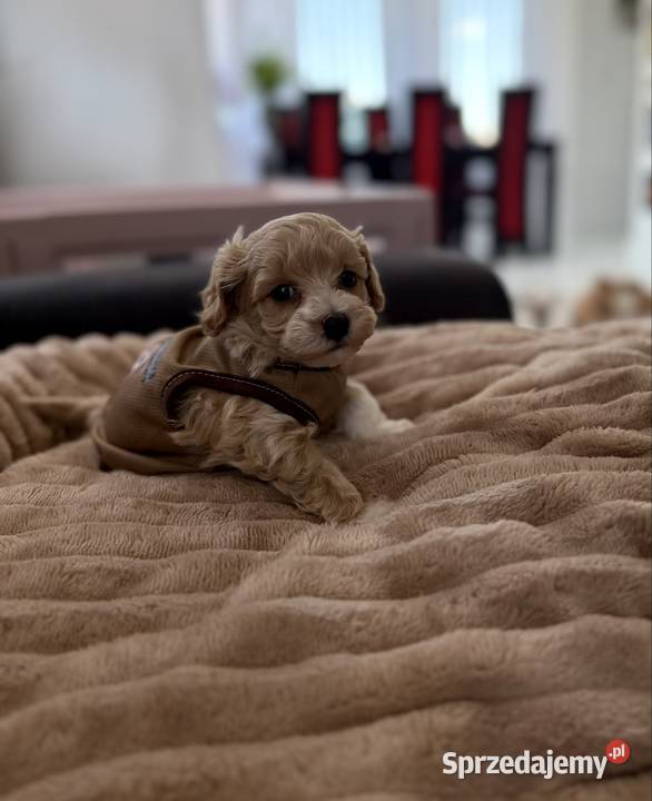 Maltipoo piękny chłopiec Wadowice sprzedam