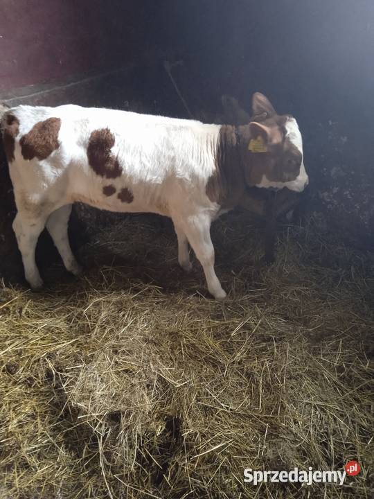 Jałówka RW mięsna lubelskie Chutcze