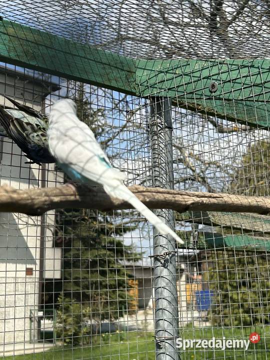 Papugi faliste małopolskie Skała