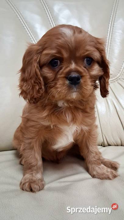 Cavalier king charles spaniel