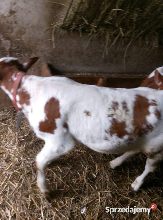 Jałoweczki do dalszego chowu Mzurowa sprzedam