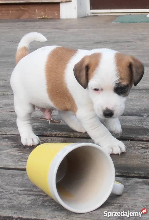 JACK RUSSELL TERRIER 100 GŁADKOWŁOSE metryka FCI Konstancin-Jeziorna
