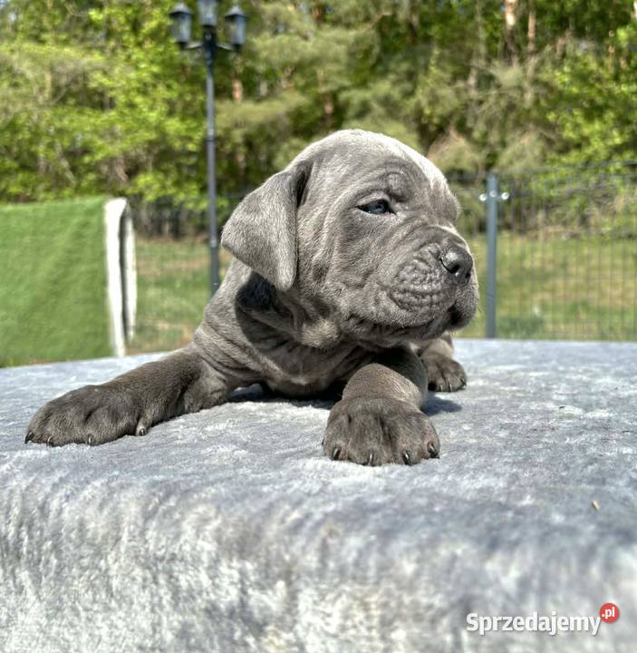 Szczeniaki Cane Corso ZKwP FCI Rezerwacja
