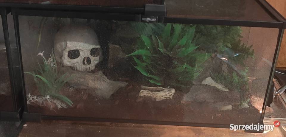 Scolopendra subspinipesterrarium Szczecin sprzedam