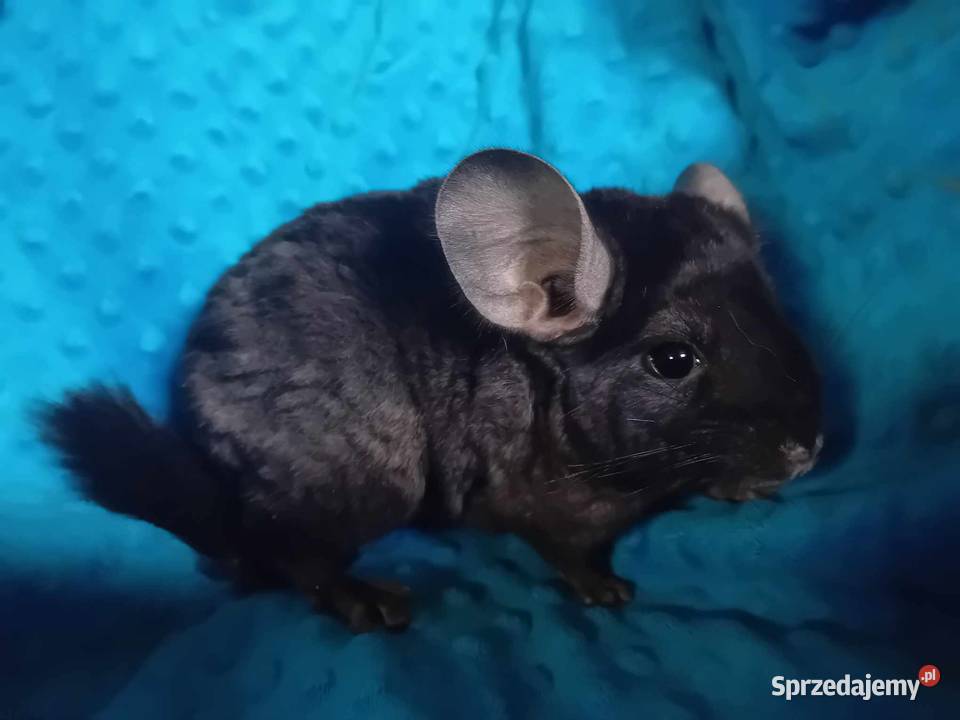 Szynszyla Medium Ebony Dark samiczki sprzedam