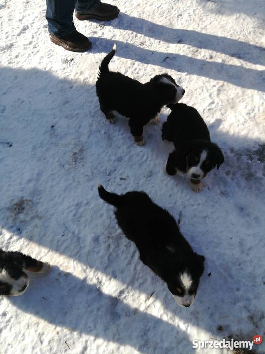 szczeniaki berneński pies pasterski lubelskie