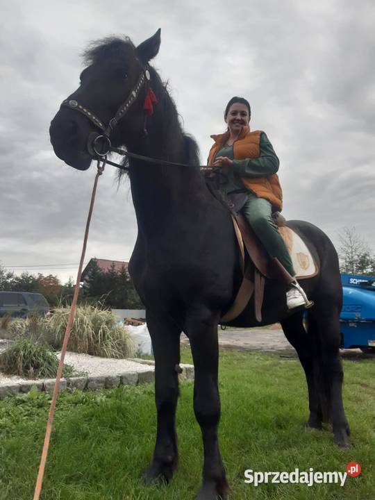 Koń wałach 4 lata Fryz Wstęmpnie zajeżdżony