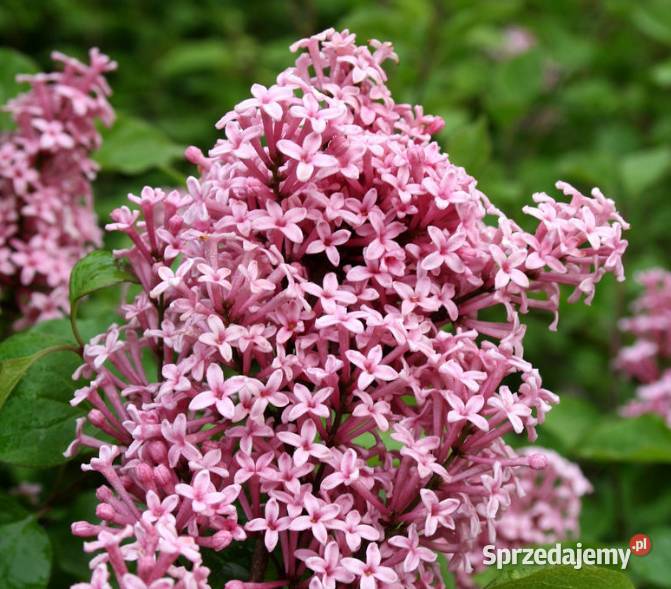Bzy lilaki Syringa odmiany różne mayera Knurów