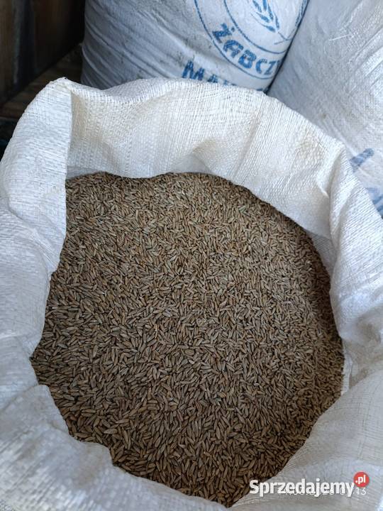 Żyto jare siew owies Wyszków sprzedam