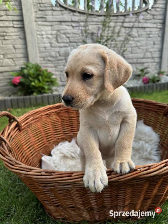 Labrador retriever Zbąszyń