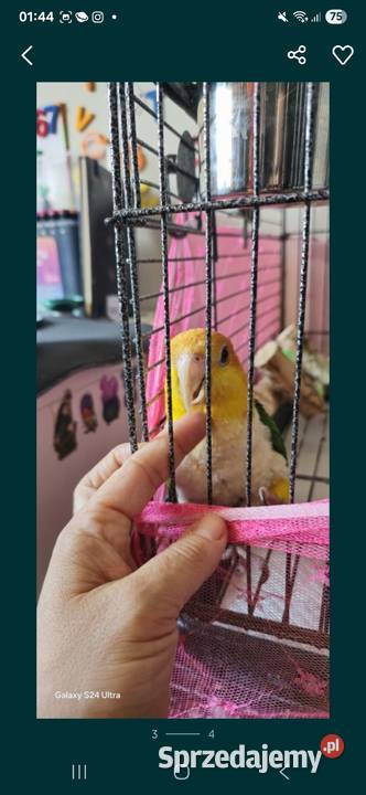 Barwinka bialo brzucha 15 samica Komorniki