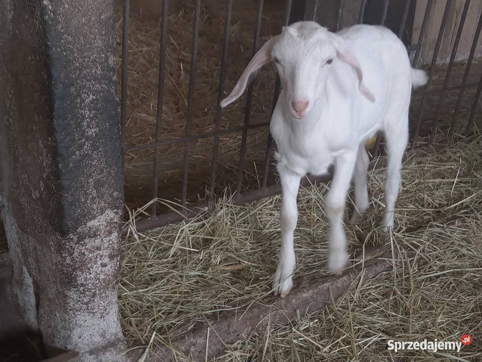 Sprzedam kózke zarejestrowana Grodzisk Wielkopolski sprzedam