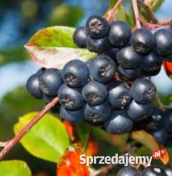 Aronia - zrywana ręcznie - sprzedam