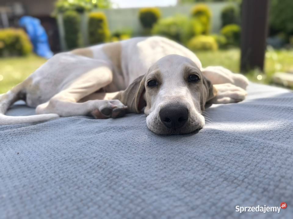 Szczeniak PORCELAINE FCI gończy z Francji Radzionków