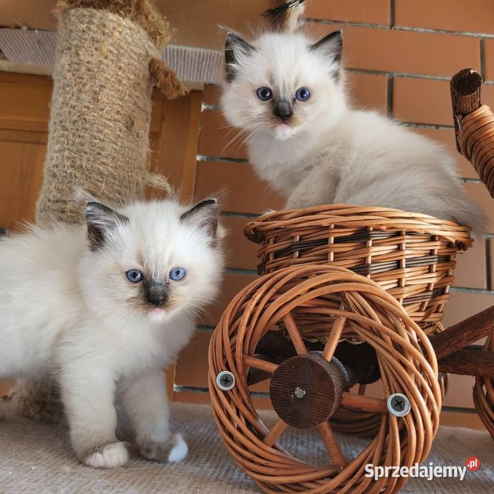 Ragdoll Ragdolle Ragdollowo Piorunówek
