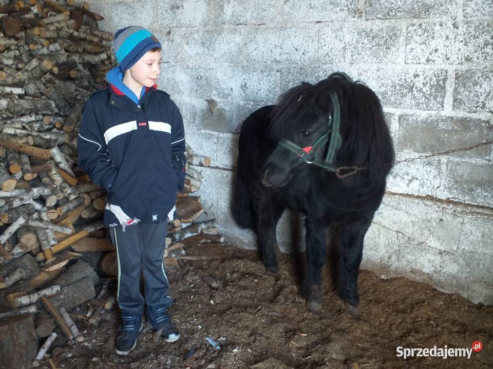 Kucyk o imieniu Kacperek Ruda sprzedam