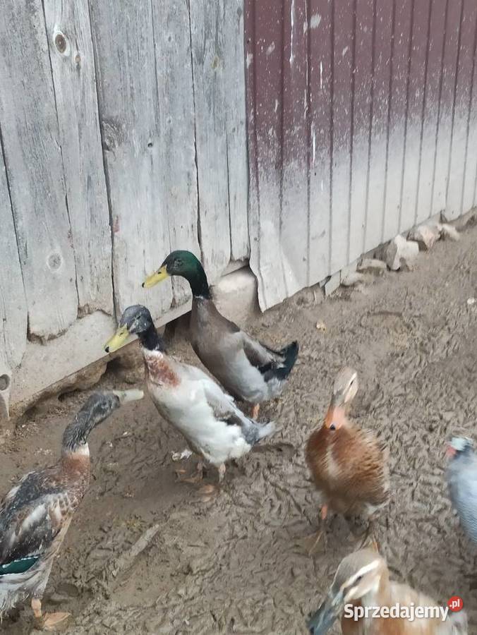 Kaczki biegusy biegusy indyjskie Krasnystaw sprzedam