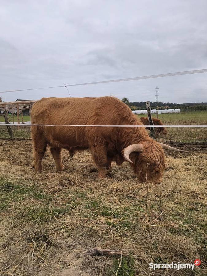 Bydło highland cattle sprzedam