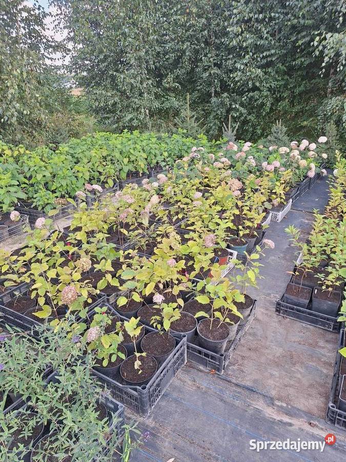 Hortensja bukietowa I krzewiasta 3l Dostarczamy Dorohucza sprzedam