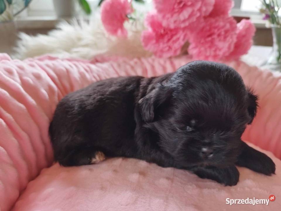 Shih Tzu Śliczne Maleństwa Zapraszamy Shih Tzu