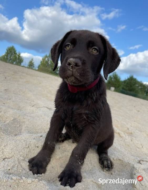 Labrador Retriever Leszno
