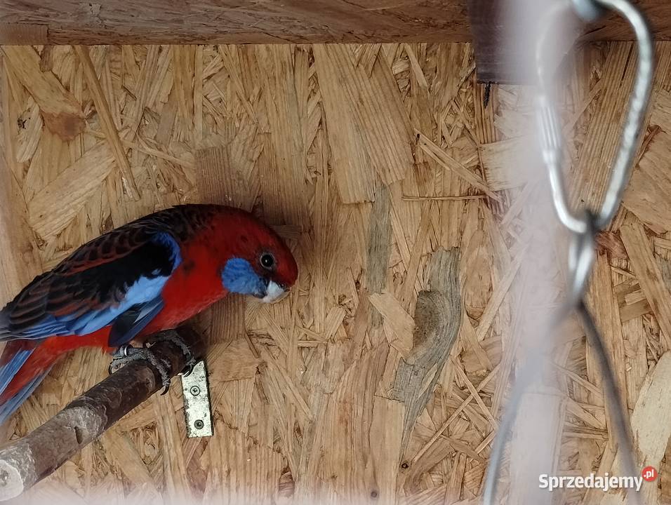 Rozella królewska samiec