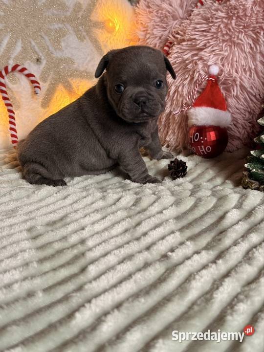 Buldog francuski do rezerwacji