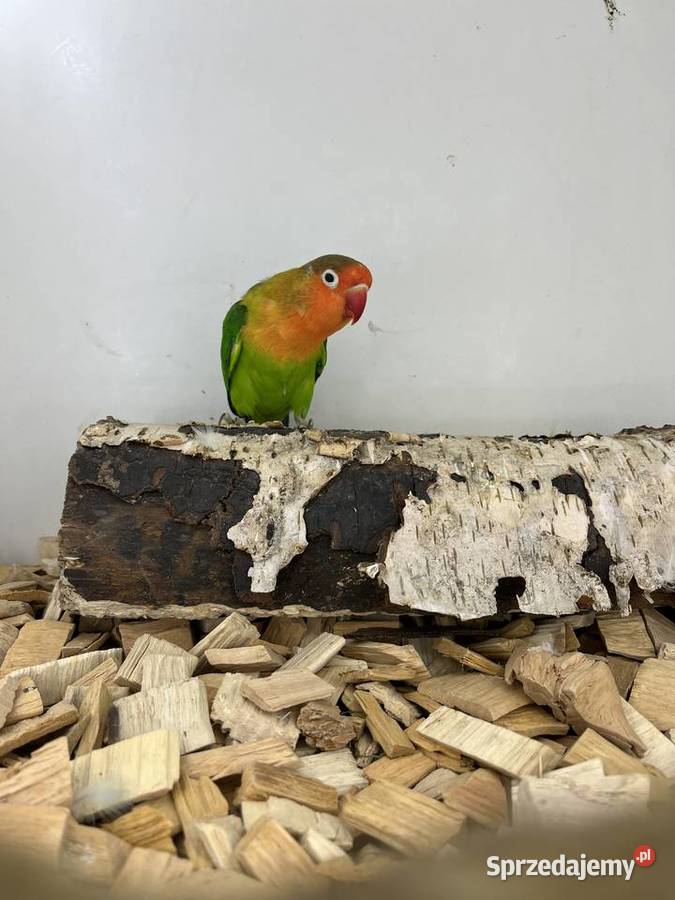 Nierozłączki turkuseuving Ryki