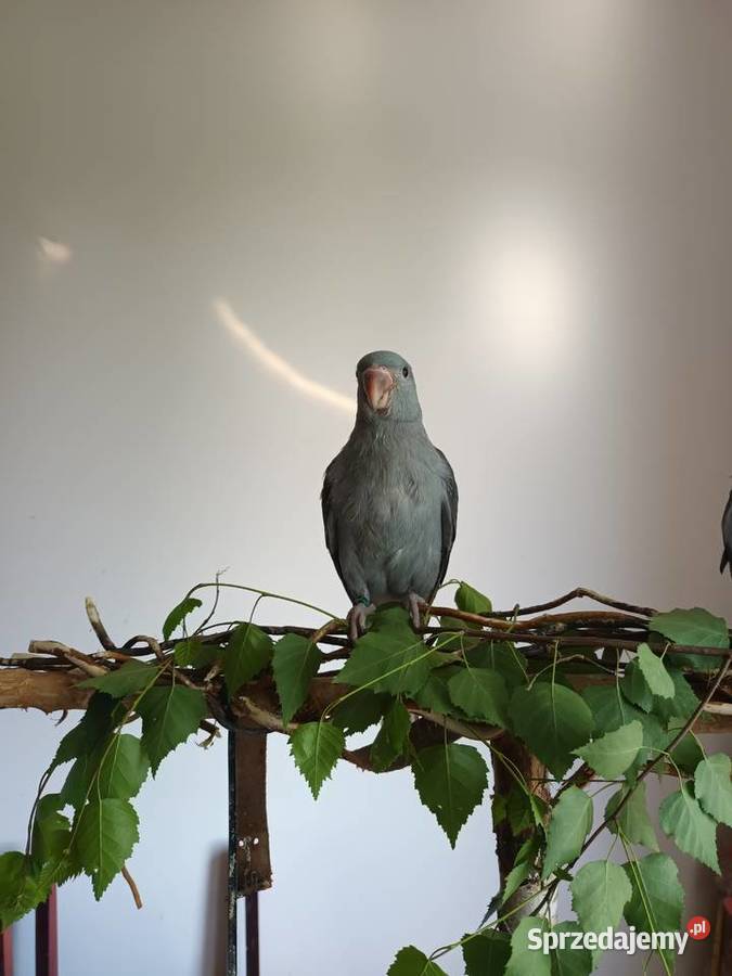 Aleksandretta Aleksandretty