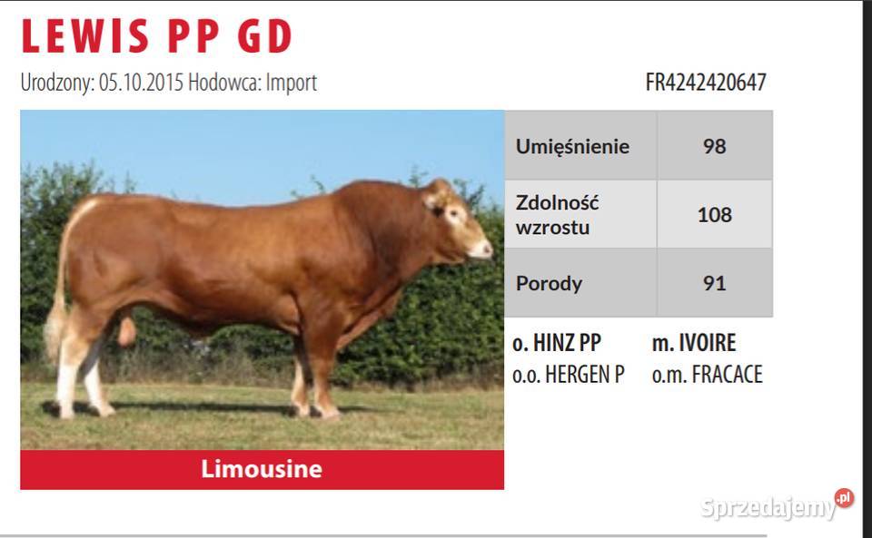 SPRZEDAM jałówkI rasy Limousine BEZROŻNE rogi