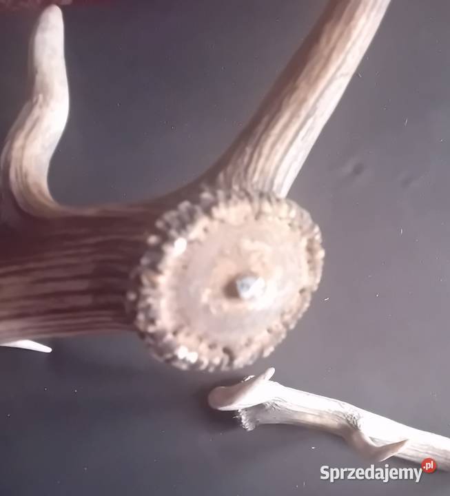 Poroże jelenia zrzuty wielkopolskie Koźminek