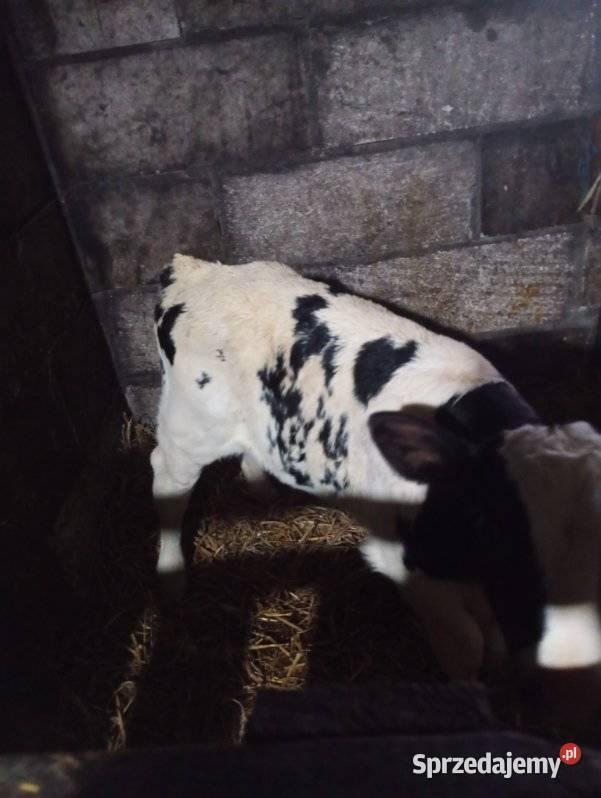 Byczek dwutygodniowy BB miesny Żółkiewka-Osada