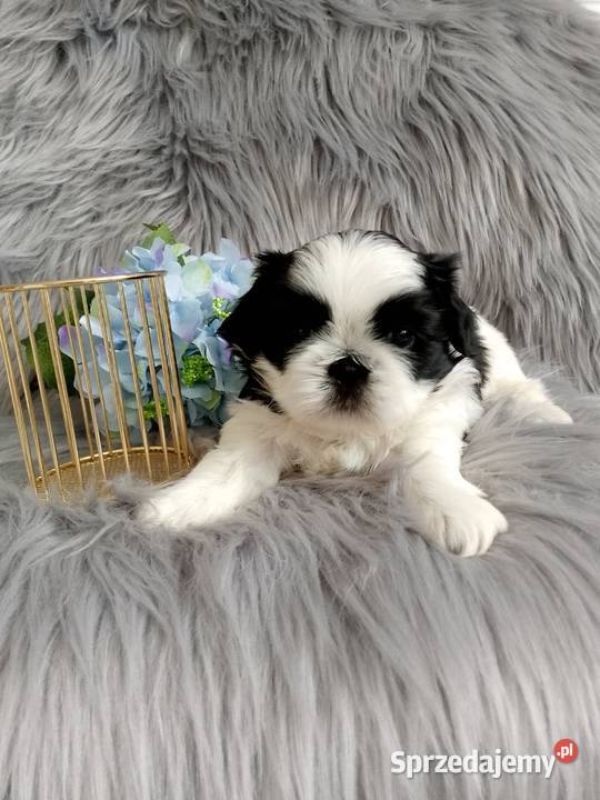 Biało czarny piesek rasy ShihTzu Shih Tzu Namysłów