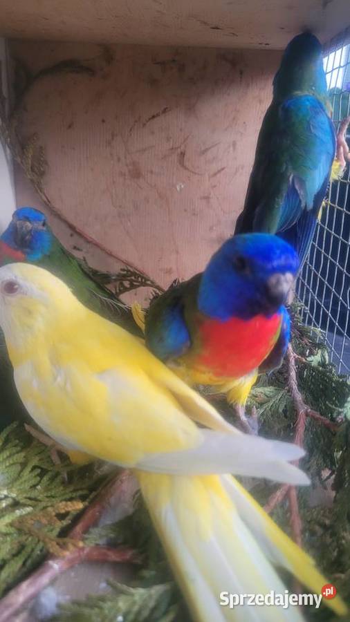 Papugi łąkówki wspaniałe