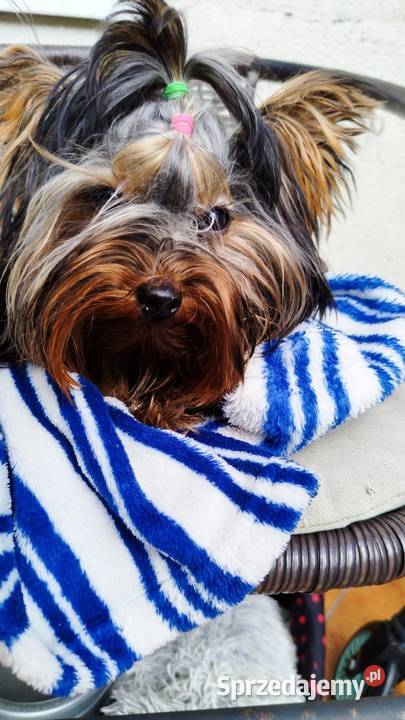 Yorkshire terrier piesek 2 małopolskie Olkusz