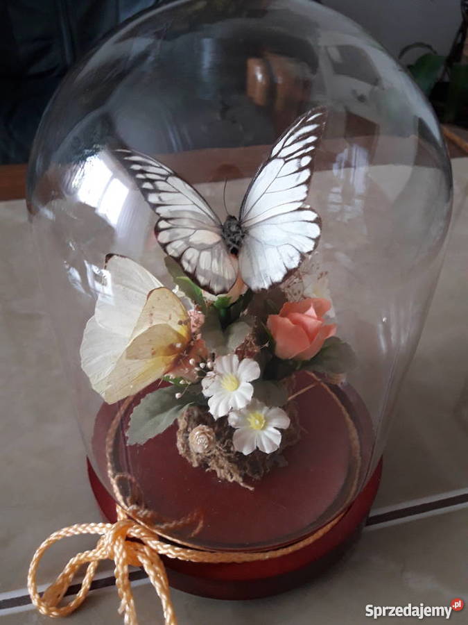 Wieczne motyle pod szklaną kopułą Janów Lubelski