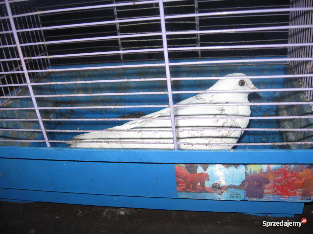 drób ozdobny wielkopolskie